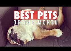 Enlace a Los animalicos más bonitios de internet durante esta semana