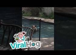 Enlace a Este oso ya le está afectando el calor