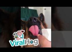 Enlace a Hora de regar las plantas