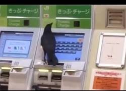 Enlace a Pillan a un cuervo tratando de comprarse un ticket de tren con una tarjeta de crédito