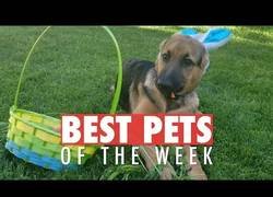 Enlace a Los animales que nos han enamorado esta semana