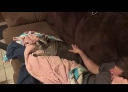 Enlace a Los mapaches también reclaman un poco de cariño