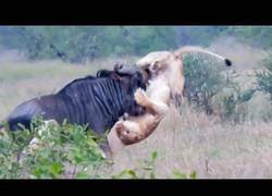 Enlace a Dos leonas frente a un Ñu: que empiece la batalla