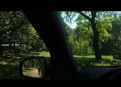 Enlace a Fueron a un safari e hicieron algo muy loco al ver a una familia de guepardos