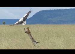 Enlace a La impresionante huída de esta cigüeña de las garras de un feroz guepardo con mucha hambre