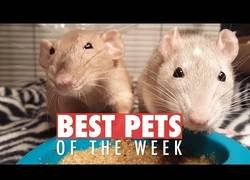 Enlace a Los mejores animalitos que hemos encontrado por la red esta semana