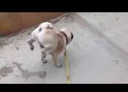 Enlace a Este perrito hace verdaderos equilibrismos para hacer pis