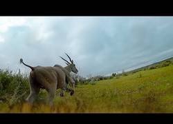 Enlace a Colocan una cámara a un guepardo y le graban como caza en primera persona