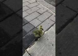 Enlace a Estos dos chicos acompañan a un ganso perdido a reunirse con su familia