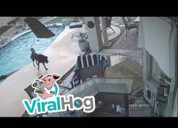 Enlace a La gran salvación de este perro a su compañero que no sabía salir de la piscina