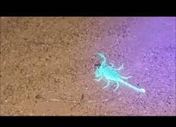 Enlace a La linterna con luz ultravioleta que hace brillar a los escorpiones