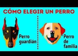 Enlace a Cómo elegir la raza de perros perfecta para ti