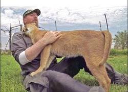 Enlace a El caracal que piensa que el cuidador es su mamá