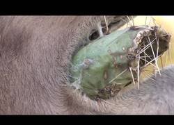 Enlace a Nada le impide a un camello para comerse un cactuscon todas sus púas