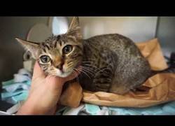 Enlace a Razones para adoptar un gato