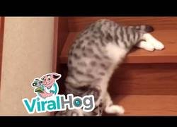 Enlace a Curiosa manera de bajar las escaleras de este gato