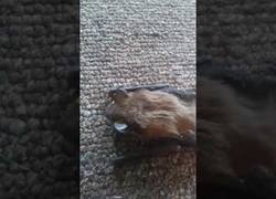 Enlace a Murciélago atrapado en un cubo de la basura