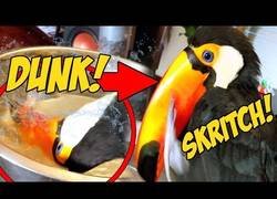 Enlace a La curiosa forma en la que un tucán se limpia el pico