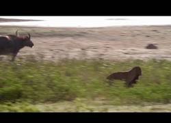 Enlace a La tremenda pelea de estos dos leopardos por cazar un joven búfalo