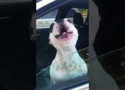 Enlace a Bienvenidos a la ópera donde la estrella es un bulldog