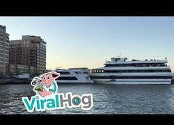 Enlace a Hoy hablaremos de la reproducción de los cruceros