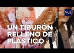 Enlace a Encuentran bolsas de plástico en el estómago de este tiburón tigre