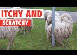 Enlace a El placer de estos animalitos al ser rascados