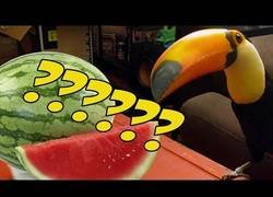 Enlace a Tucán descubriendo la sandía por primera vez