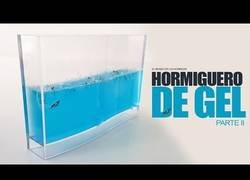 Enlace a Creando un hormiguero de gel