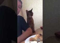 Enlace a Las armas de seducción de esta gata para comerse una pata de pollo de su dueño