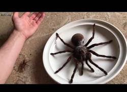 Enlace a Te presentamos a la tarántula Goliath