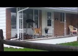 Enlace a Mañana de hacer ejercicio perruno