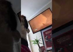 Enlace a Este perro llora por la escena de 