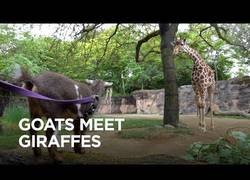 Enlace a Un día muy especial para esta cabra de visita por primera vez a una jirafa