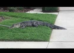 Enlace a Intentan atrapar un enorme aligator y sale realmente mal