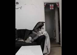 Enlace a Este husky cae de lleno en este divertido truco de magia