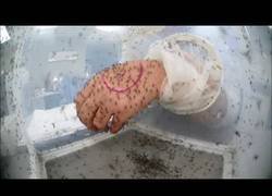 Enlace a Así se pone a prueba los repelentes de mosquitos