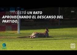 Enlace a Un canguro se cuela en un partido de fútbol en Australia