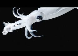 Enlace a Captan la brutal forma en la que un calamar pilla a sus presas