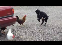 Enlace a La pequeña ovejita que se enfrenta a una feroz gallina