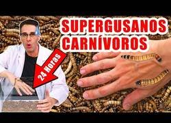 Enlace a Supergusanos carnívoros