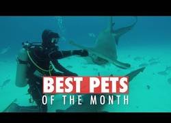 Enlace a Los animales que más han dado que hablar durante el mes de Junio