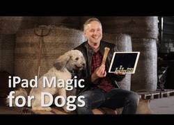 Enlace a La divertida reacción de estos perros al ver unos trucos de magia en un iPad