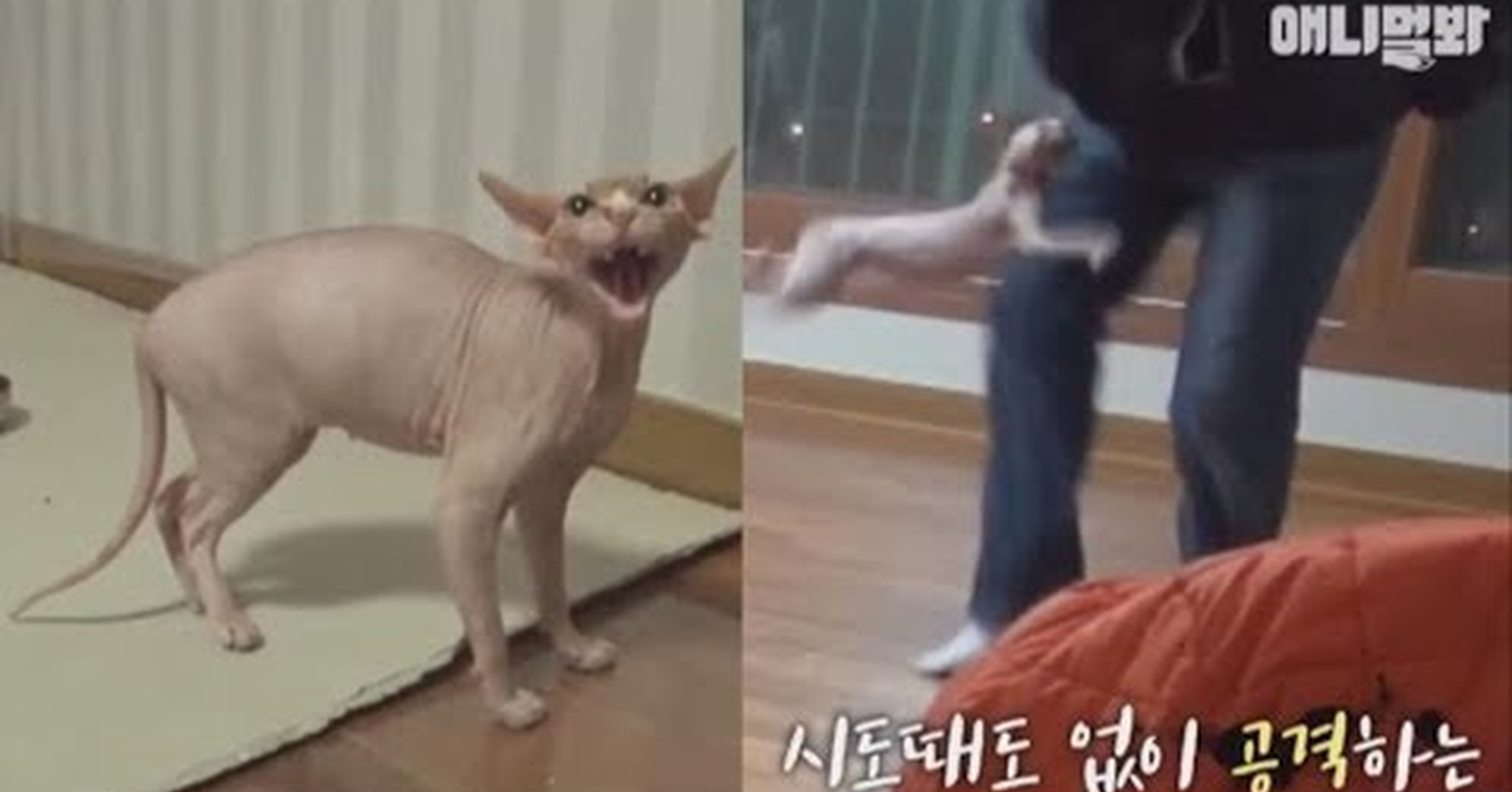 ¡No tengo tele! / El gato sphynx que está totalmente loco y ataca a