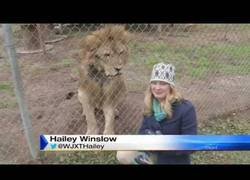 Enlace a Quiero conocer a la persona que pensó que era buena idea hacerle una entrevista a un león