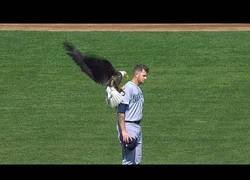 Enlace a Aparición de animales durante espectáculos deportivos