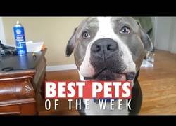 Enlace a Los animales más bonitos de internet durante esta última semana