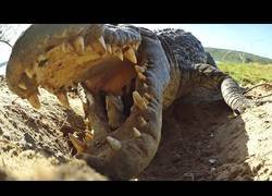 Enlace a El modo de transporte de este cocodrilo para todas sus crías (y un cámara espía)