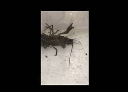 Enlace a Le lanzan una moneda a un cangrejo y la agarra al aire