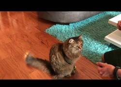Enlace a Así se le enseña a un gato a dar la patita
